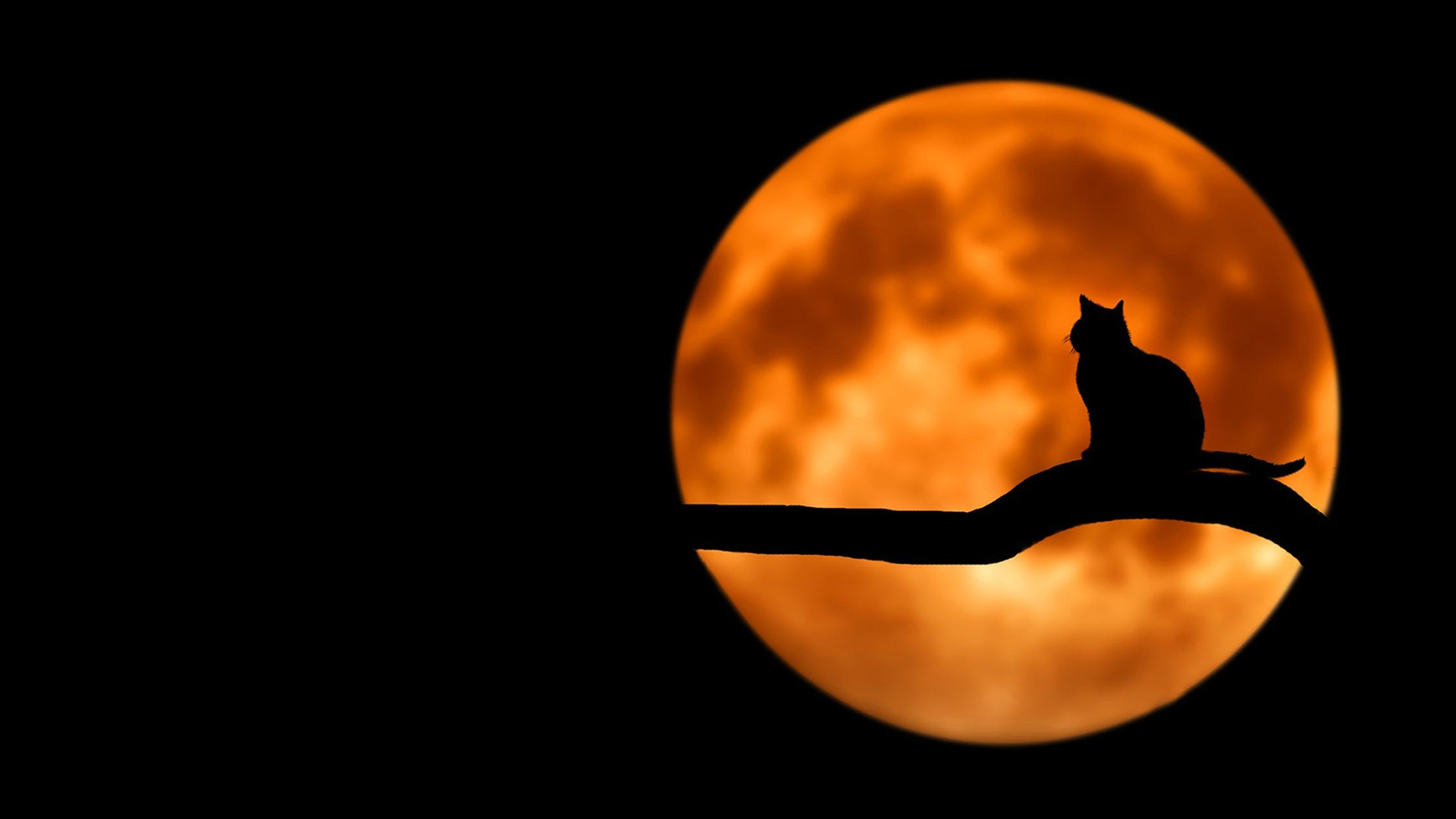 Spooky cat