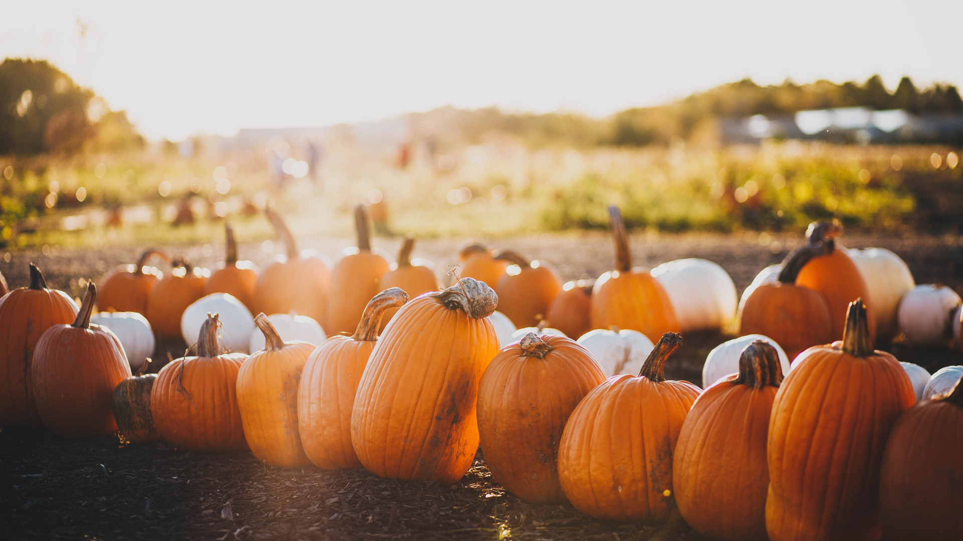 Spooky pumpkin patch