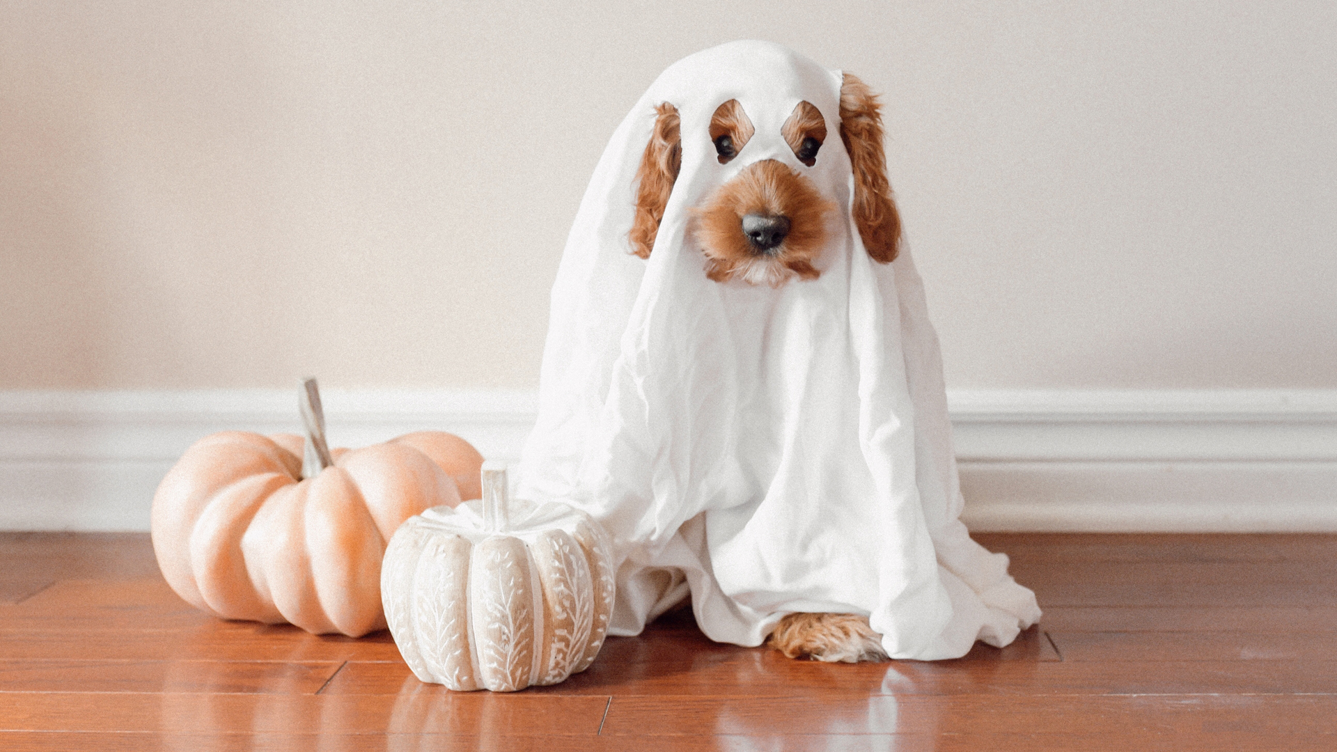 Spooky pup