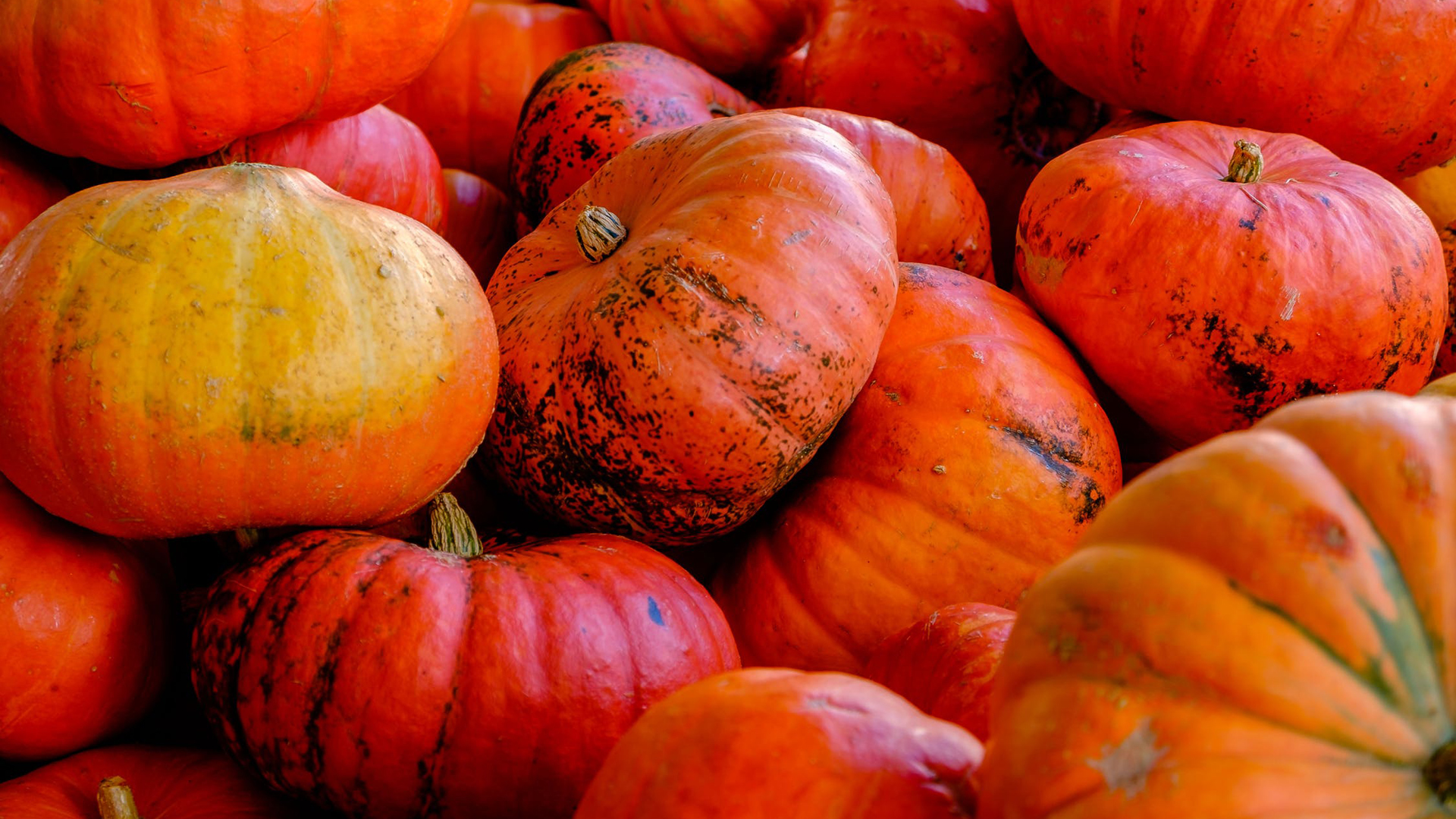 Spooky pumpkins again
