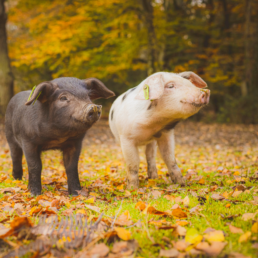 pigs